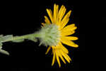 Ccottony goldenaster